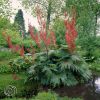 Rheum Palmatum var. Tanguticum